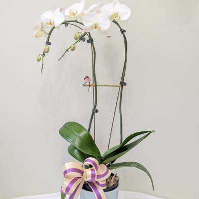 Two Stem White Orchid Planter