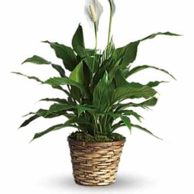 Tall green peace lily plant with two white blooms in a woven basket pot