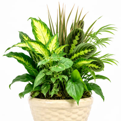 Tropical Harmony Planter