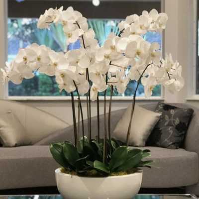 Snowfall Orchid Symphony – Same Day Delivery