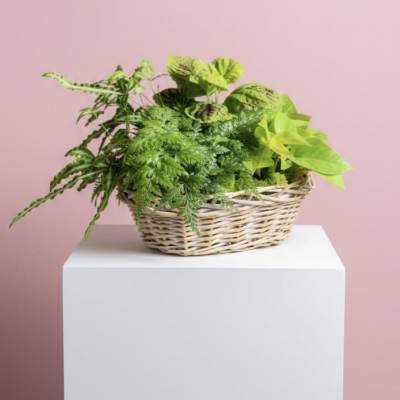 Basket of assorted green houseplants on a white pedestal