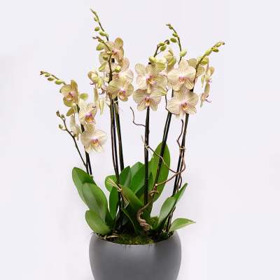 Potted orchid arrangement with pale cream blooms in a gray planter