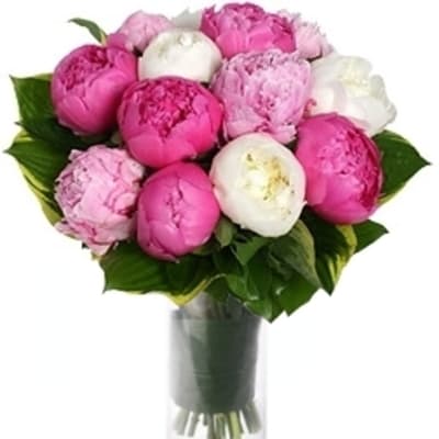 Pink and white peonies arranged in a clear glass vase