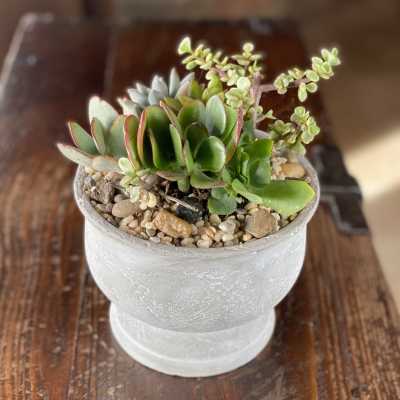 Potted succulent arrangement in a white pedestal planter