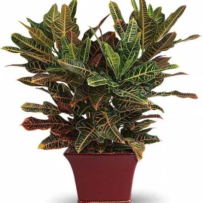 Potted croton plant with multicolored variegated leaves