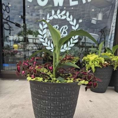 Tall potted plant arrangement with colorful foliage in a black planter