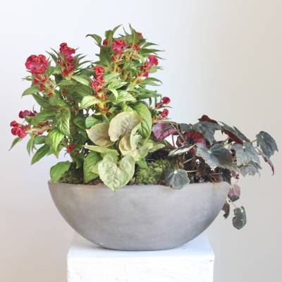 Indoor/Outdoor Living Plant Arrangement