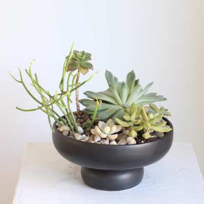 Succulent arrangement in a black pedestal bowl with decorative pebbles