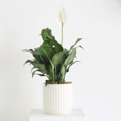 White peace lily plant in a ribbed white pot