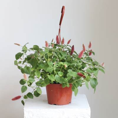 Chenille Hanging Basket