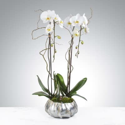 Two Stem Orchid Planter by BloomNation™