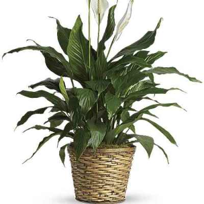 Simply Elegant Spathiphyllum (Peace Lily) - Medium