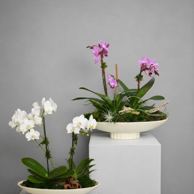 Orchid Dish Garden