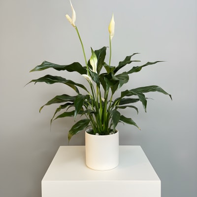 Potted peace lily with white blooms in a white planter