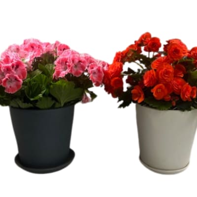 Two potted flowering plants with pink and orange blooms