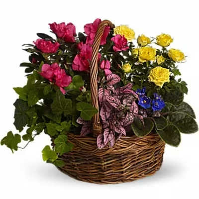 Basket of mixed potted flowers in pink, yellow, and blue