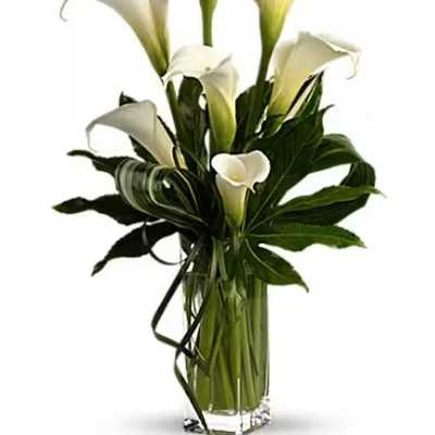 White calla lilies arranged in a clear glass vase