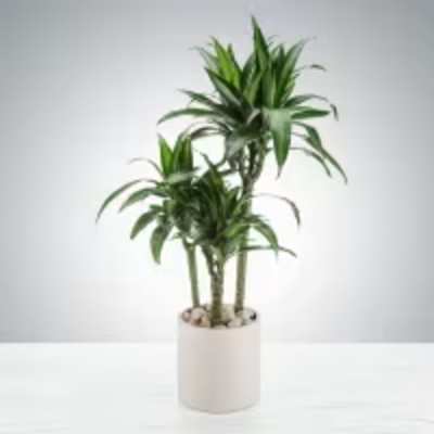 Tall Dracaena Plant by SWF