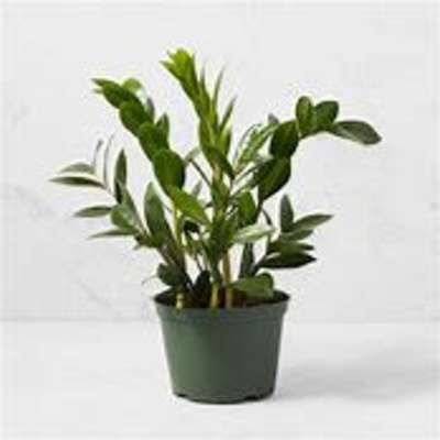 ZZ Plant by BloomNation™