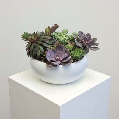 Artisan Succulent Sanctuary