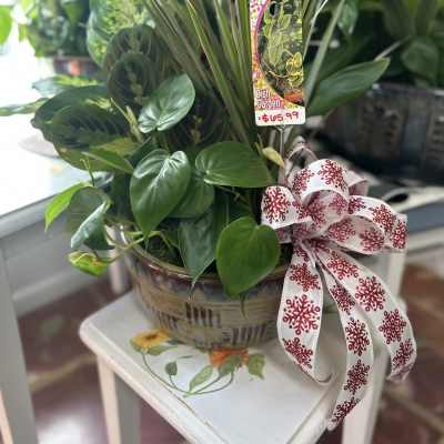 Potted mixed green houseplants in a ceramic bowl with a decorative ribbon.