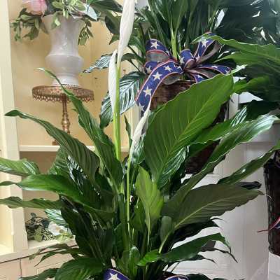 Peace Lily 8"