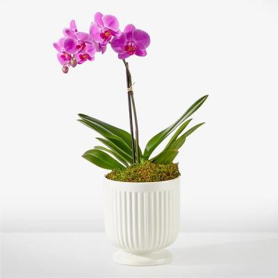 Pink orchid plant in a white ribbed pot