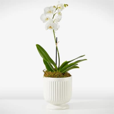 White orchid plant in a white ribbed pot