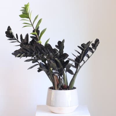 Potted plant with dark glossy leaves in a white ceramic pot