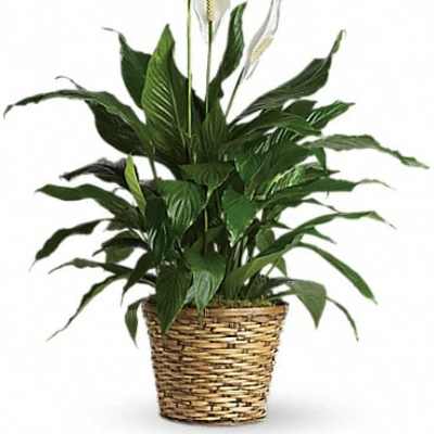 Simply Elegant Spathiphyllum (Peace Lily) - Medium
