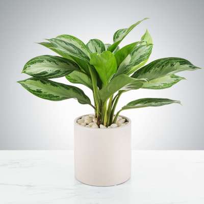 Potted green houseplant with variegated leaves in a white ceramic planter