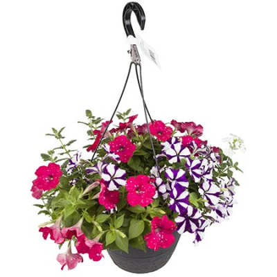Hanging Basket