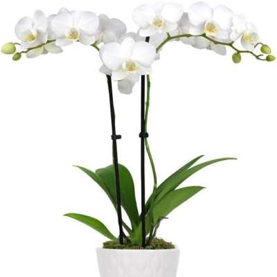 Orquids Premium - Elegancia que Enamora