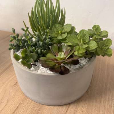 Mixed succulent planter in a white ceramic bowl with white pebbles