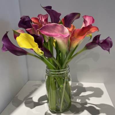 Bouquet of colorful calla lilies in a clear glass jar