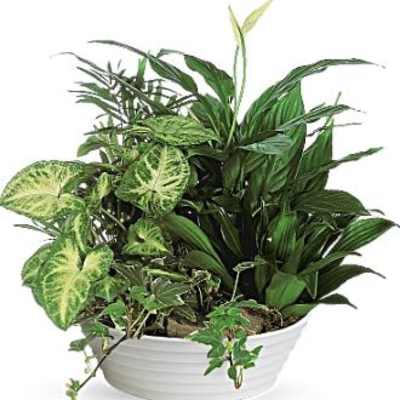 Mix planter