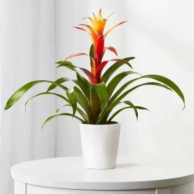Bromeliad Beauty