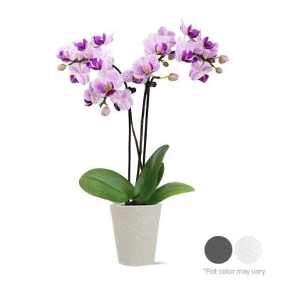Orchid plant 3