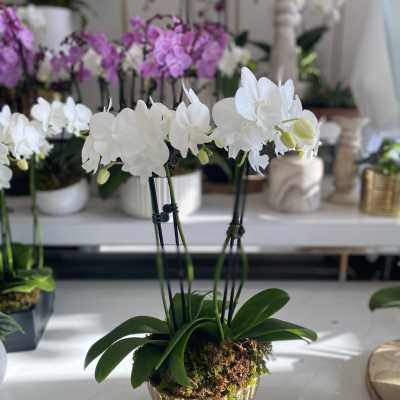 Luxury mini orchid planter white