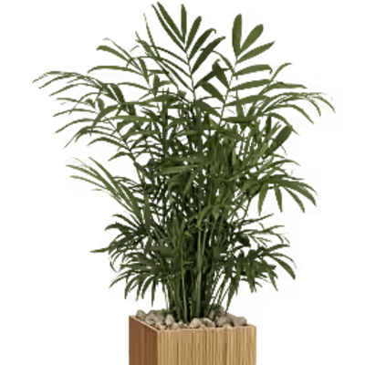 Peaceful Palm