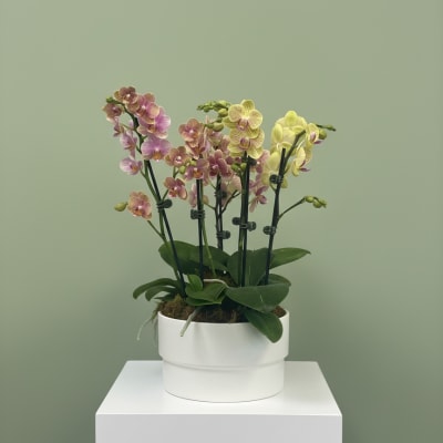 Orchid Harmony