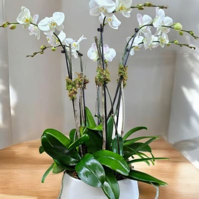 White orchid plant in a white pot with glossy green leaves