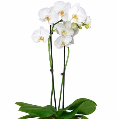 Pure Elegance White Orchid