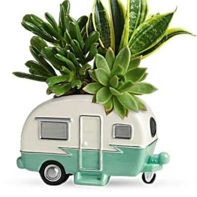 Teleflora's Cool Camper Succulent Garden