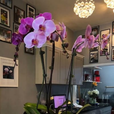 Lavender Orchids