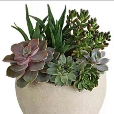 Succulent arrangement in a beige ceramic pot