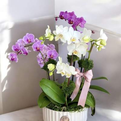 Potted orchids in white, pink, and purple with a pink ribbon