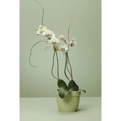 Phalaenopsis orchid plant