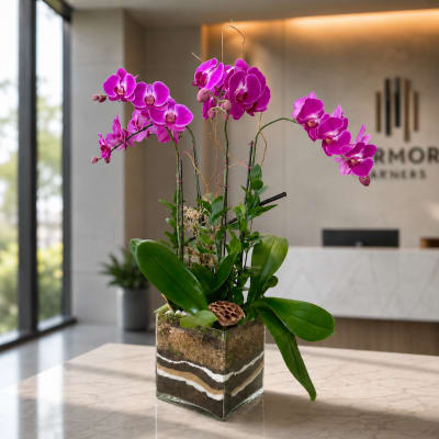 Phalaenopsis Quatro Orchid Plant - Hot Pink