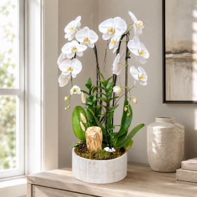 Twin Orchid Wood - White